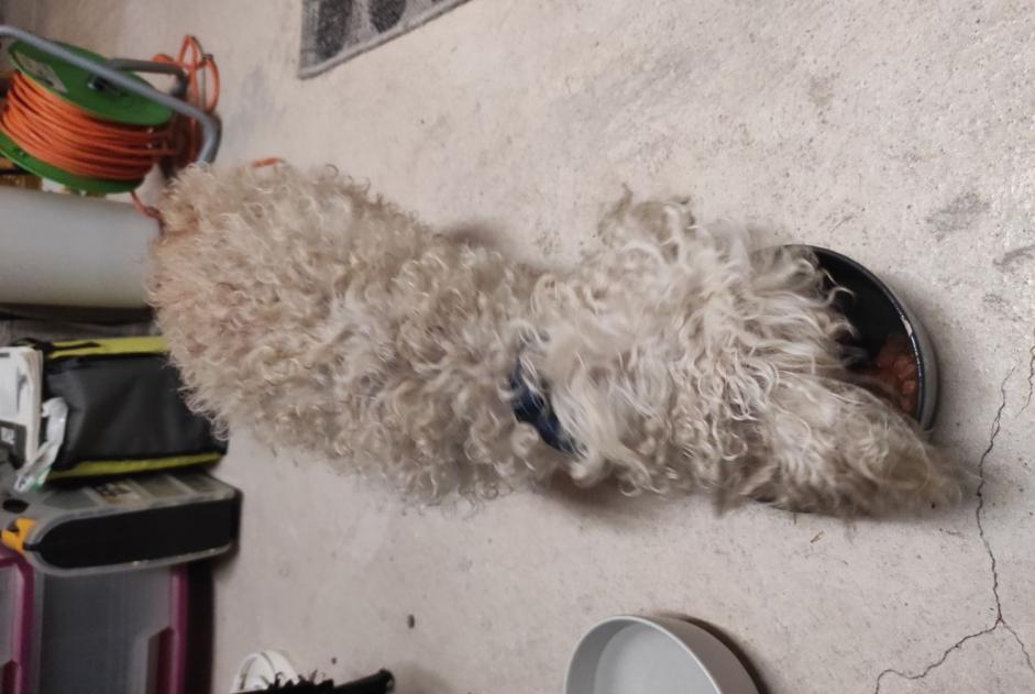 Fundmeldung Hund Unbekannt Dommartin-lès-Remiremont Frankreich