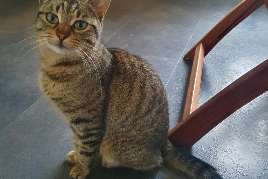 Discovery alert Cat Female Thaon-les-Vosges France