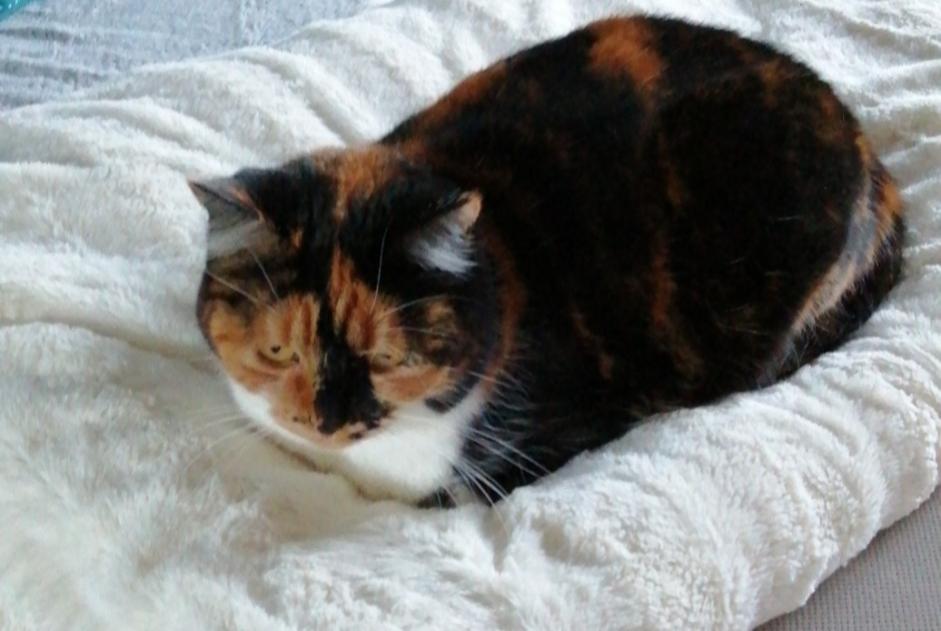 Disappearance alert Cat Female , 8 years La Bresse France