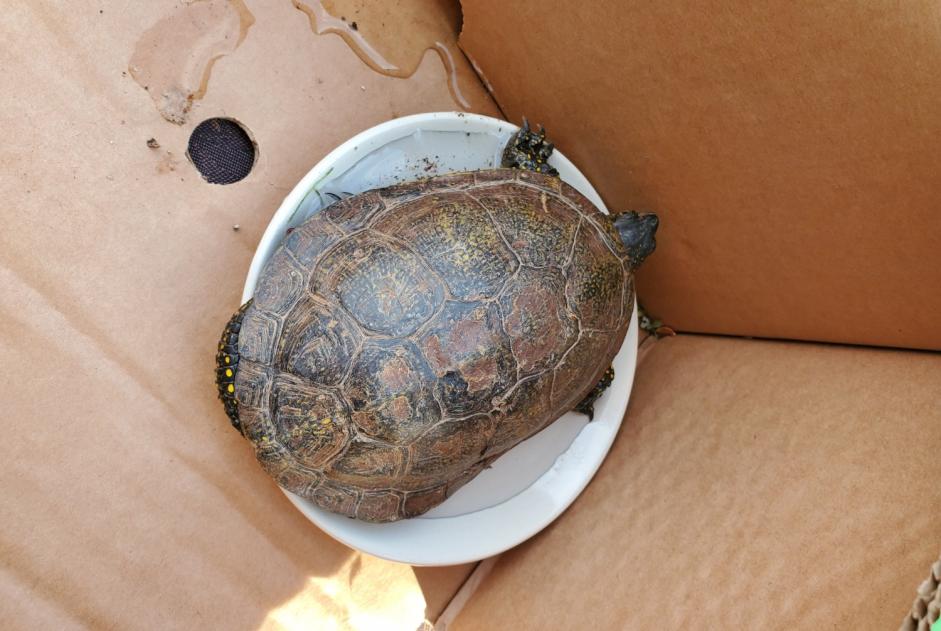 Discovery alert Tortoise Unknown Saulcy-sur-Meurthe France