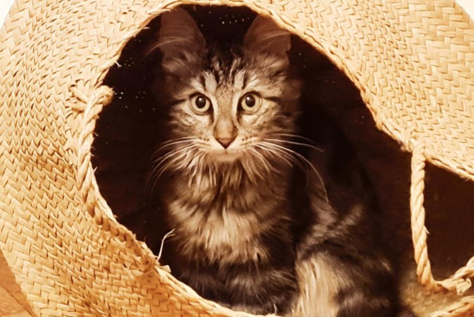 Alerta de Desaparición Gato  Hembra , 1 años Épinal Francia