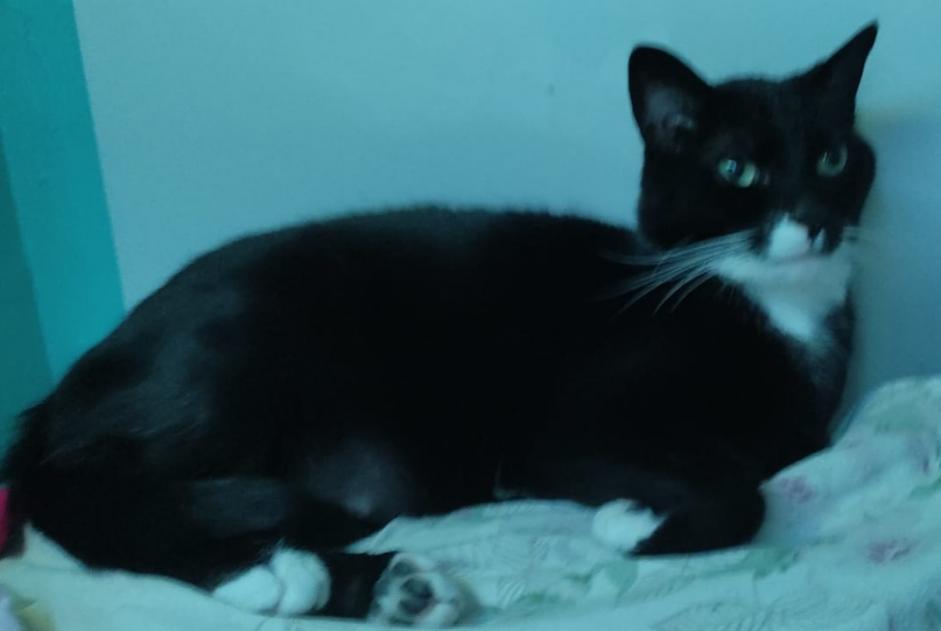 Alerte Disparition Chat Mâle , 5 ans Capavenir Vosges France Alerte Disparition Chat Mâle , 5 ans Capavenir Vosges France