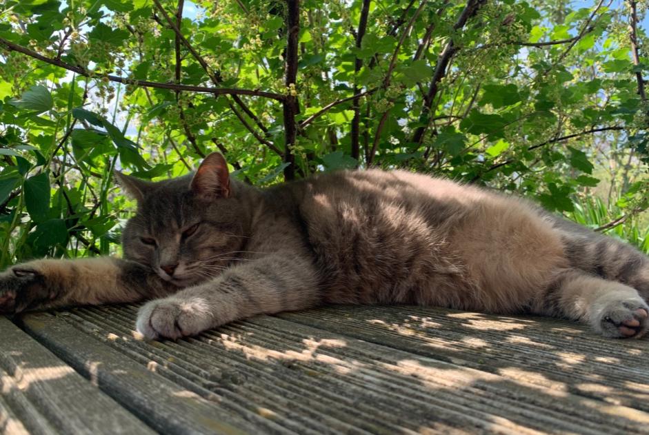 Alerte Disparition Chat Femelle , 11 ans Épinal France Alerte Disparition Chat Femelle , 11 ans Épinal France