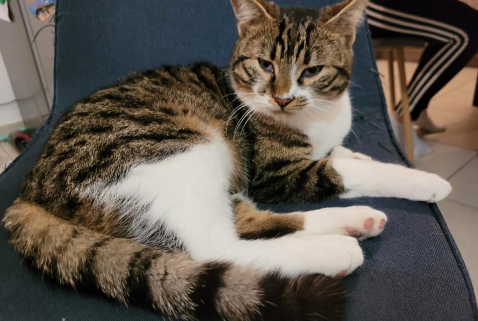 Alerte Disparition Chat croisement Mâle , 1 ans Soulosse-sous-Saint-Élophe France Alerte Disparition Chat croisement Mâle , 1 ans Soulosse-sous-Saint-Élophe France