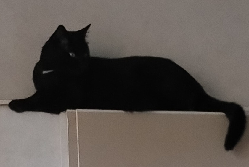 Alerte Disparition Chat Mâle , 4 ans Épinal France Alerte Disparition Chat Mâle , 4 ans Épinal France