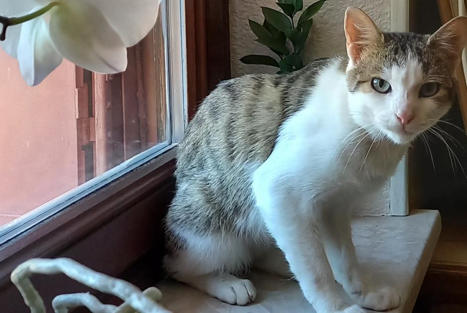 Alerte Découverte Chat Mâle Bussang France Alerte Découverte Chat Mâle Bussang France