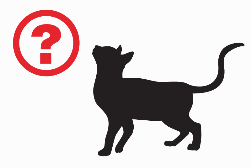 Alerte Découverte Chat Inconnu Sainte-Marguerite France
