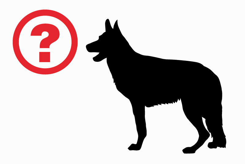 Alerte Disparition Chien Mâle , 4 ans Bouilland France Alerte Disparition Chien Mâle , 4 ans Bouilland France