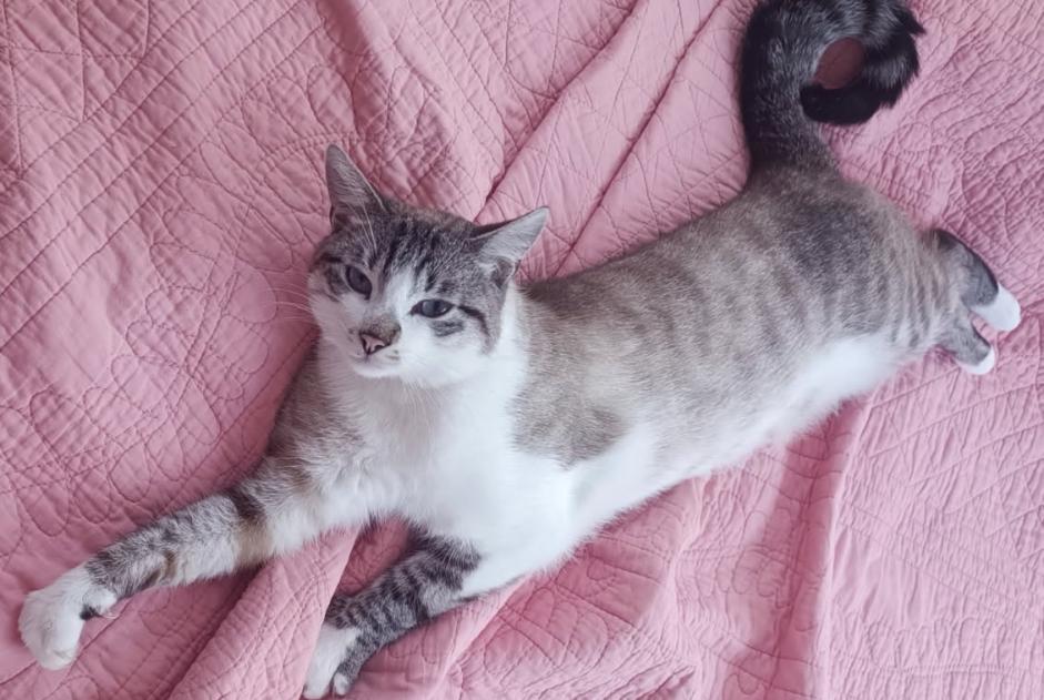 Avviso scomparsa Gatto incrocio di razze Maschio , 3 anni Remiremont Francia Avviso scomparsa Gatto incrocio di razze Maschio , 3 anni Remiremont Francia