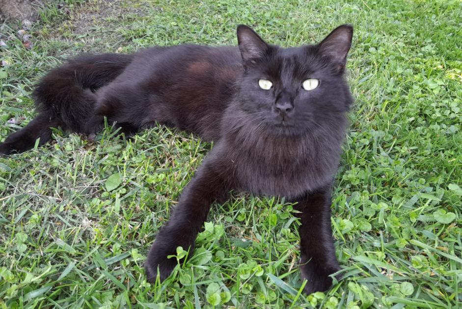 Alerta descoberta Gato Desconhecido Hadigny-les-Verrières France